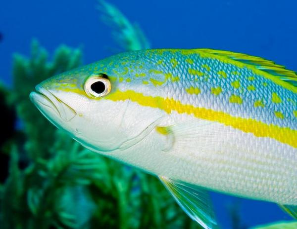 Snappers - Yellowtail Snapper