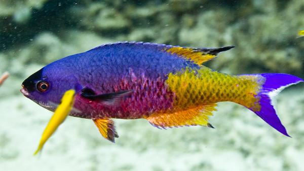 Wrasse - Creole Wrasse