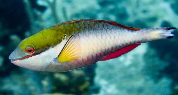 Parrotfish - Redband Parrotfish