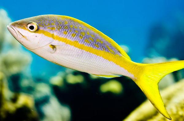 Snappers - Yellowtail Snapper