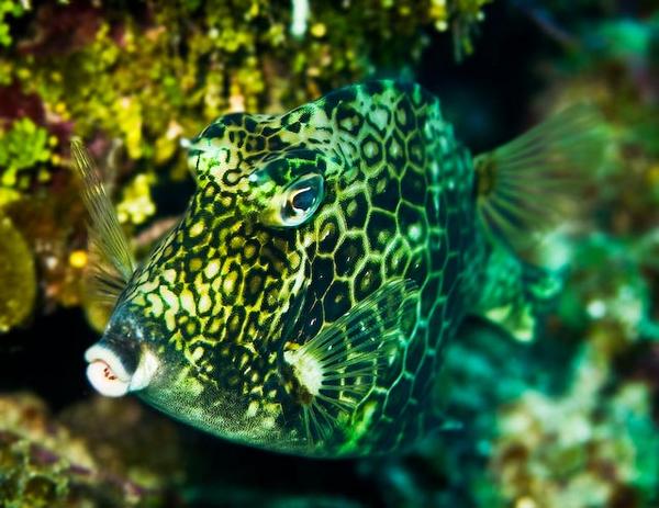 Trunkfish - Honeycomb Cowfish