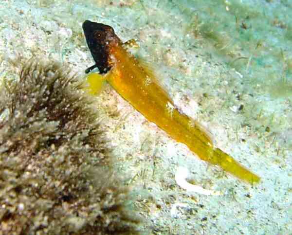 Triplefin Blennies - Black-faced Blenny