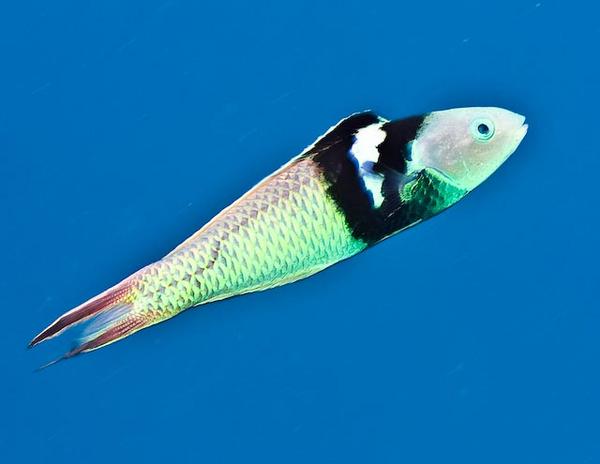 Wrasse - Bluehead Wrasse