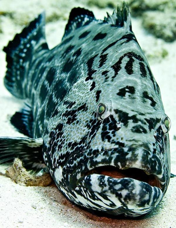 Groupers - Black Grouper