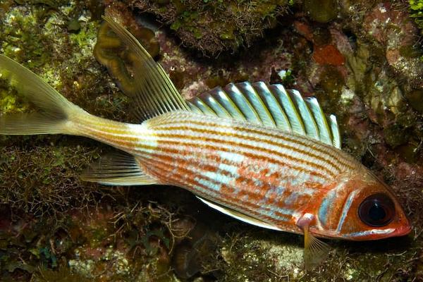 Squirrelfish - Longspine Squirrelfish