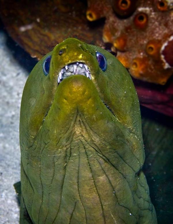 Moray - Green Moray