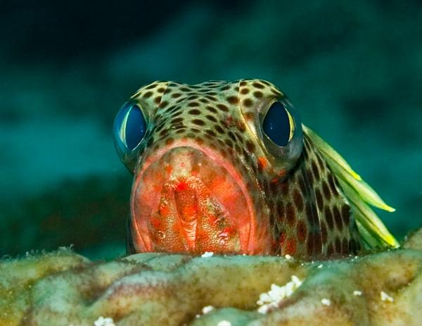 Groupers - Red Hind