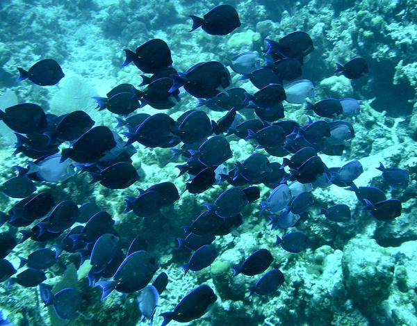 Surgeonfish - Blue Tang