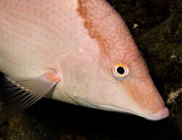 Hogfish - Hogfish