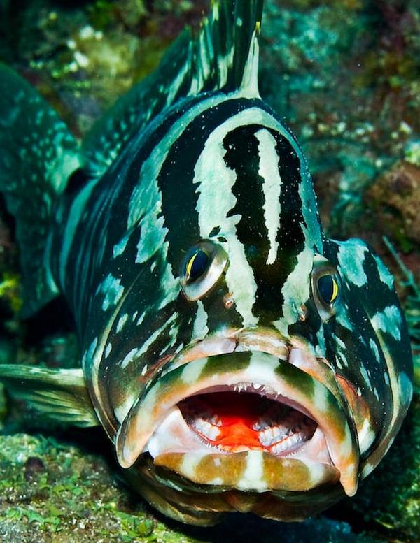 Groupers - Nassau Grouper