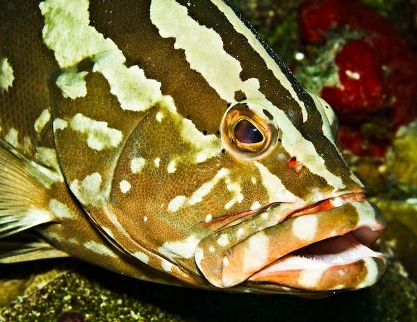 Groupers - Nassau Grouper