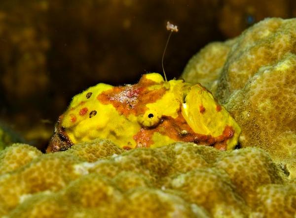 Frogfish - Longlure Frogfish