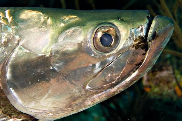 Tarpons - Tarpon