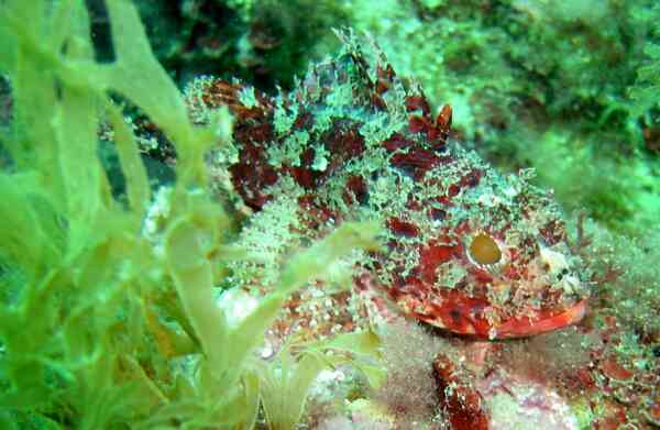 Scorpionfish - Red Scorpionfish