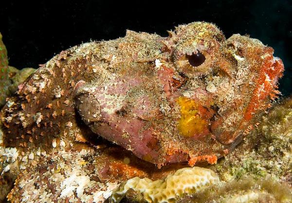 Scorpionfish - Spotted Scorpionfish