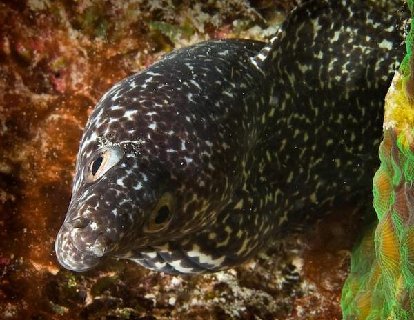 Moray - Spotted Moray