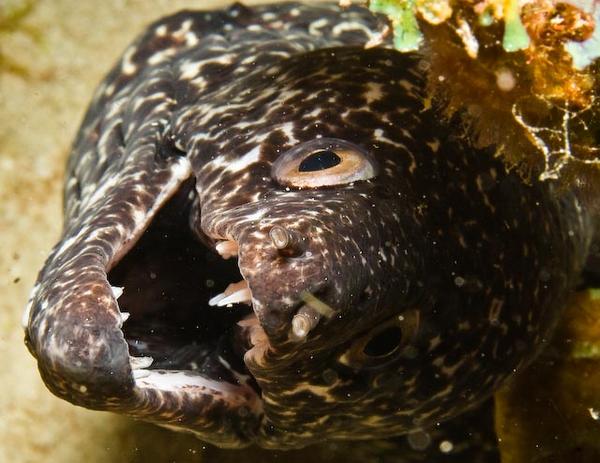 Moray - Spotted Moray