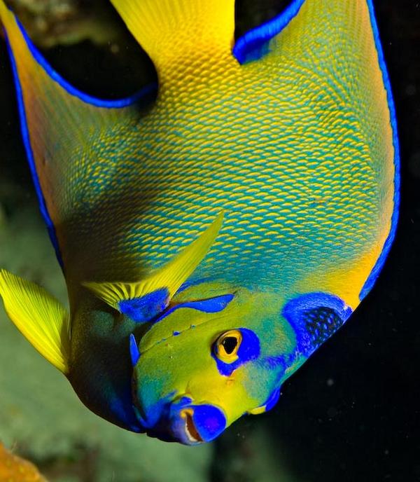 Queen Angelfish