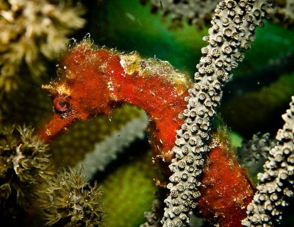 Seahorses - Longsnout Seahorse