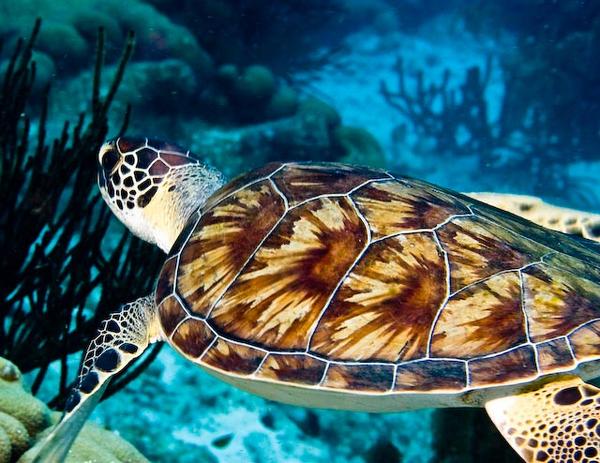 Turtle - Hawksbill Turtle