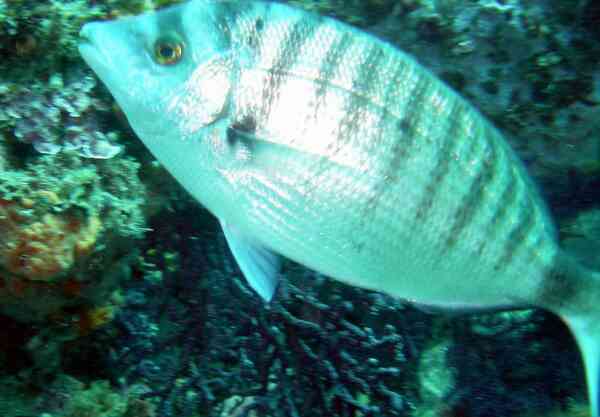 Breams - Sharpsnout Seabream