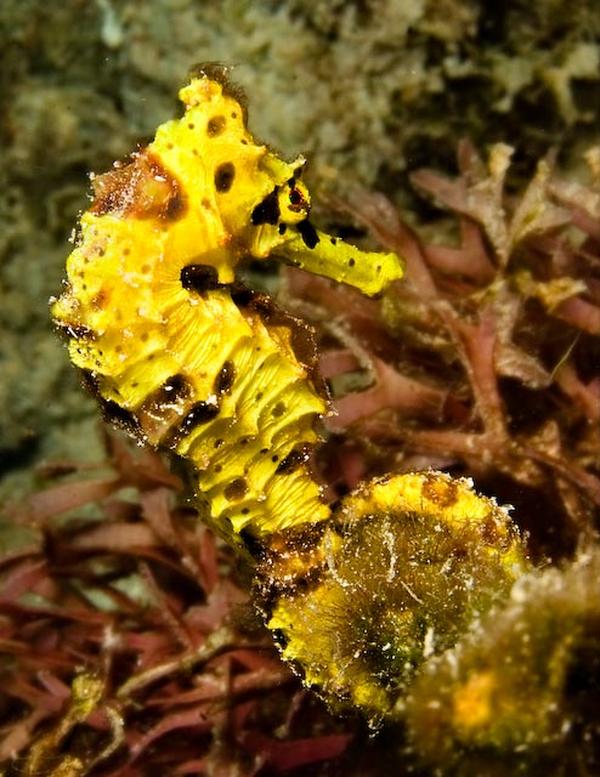 Seahorses - Longsnout Seahorse