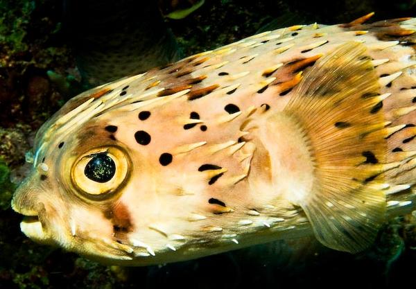 Porcupinefish - Balloonfish