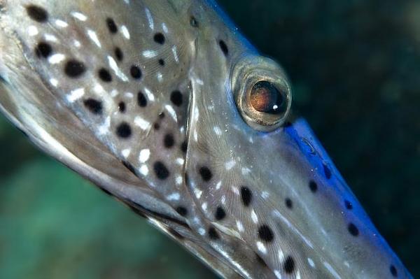 Trumpetfish - Trumpetfish