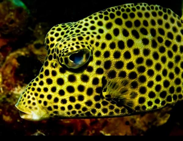 Trunkfish - Spotted Trunkfish