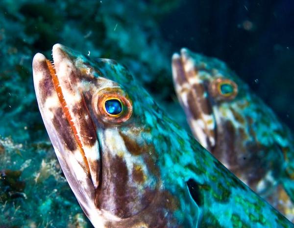 Lizardfish - Sand Diver