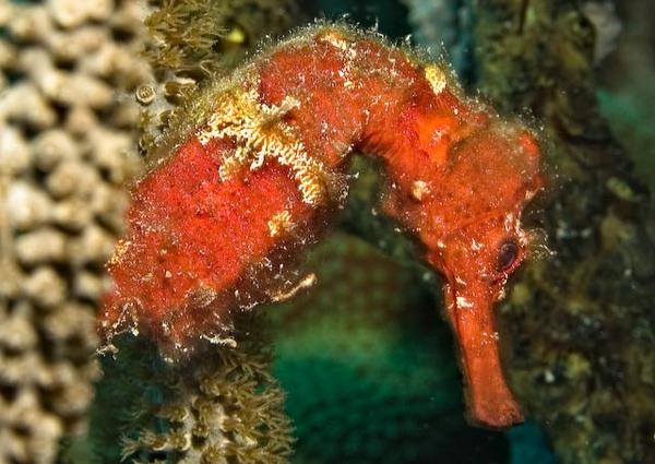 Seahorses - Longsnout Seahorse