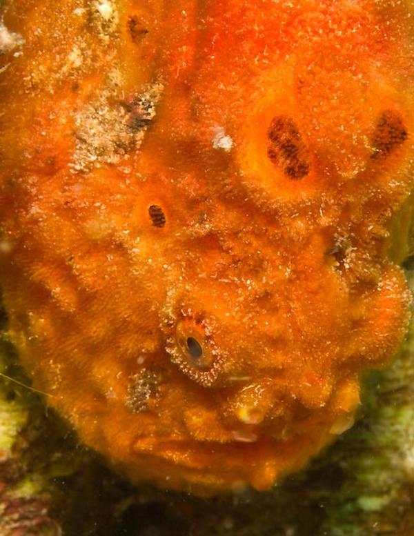 Frogfish - Longlure Frogfish