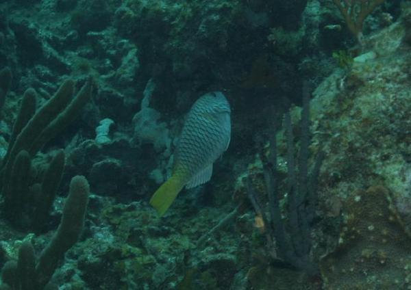 Parrotfish - Yellowtail Parrotfish