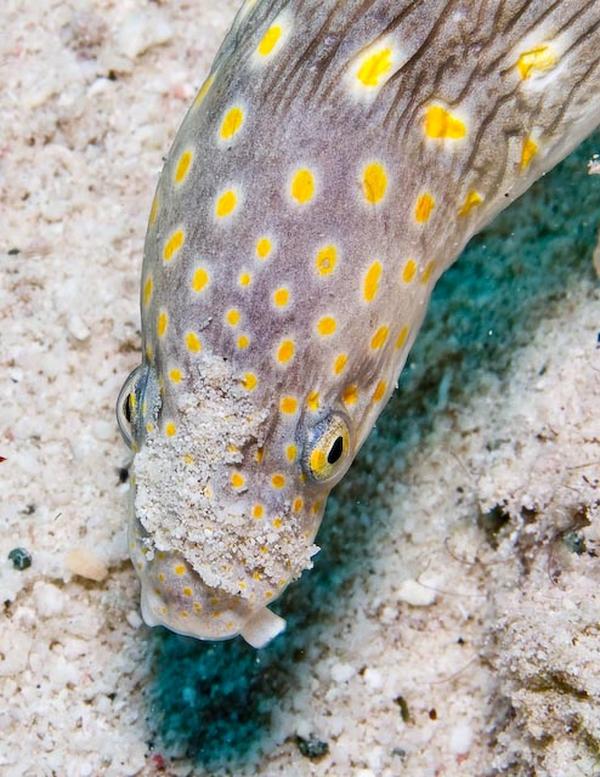 Moray - Sharptail Eel