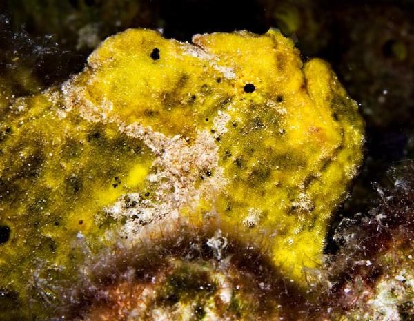 Frogfish - Longlure Frogfish