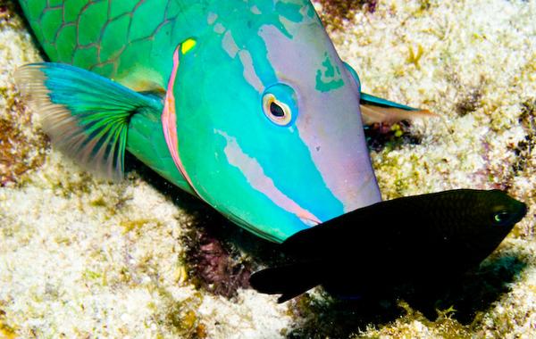 Parrotfish - Stoplight Parrotfish