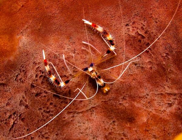 Shrimps - Banded Coral Shrimp