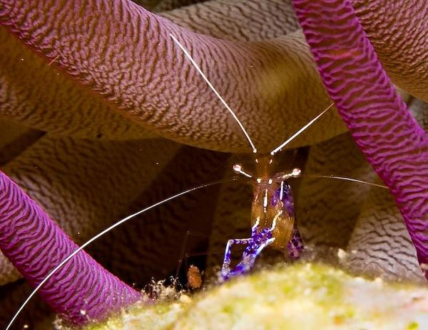 Shrimps - Pederson Cleaner Shrimp