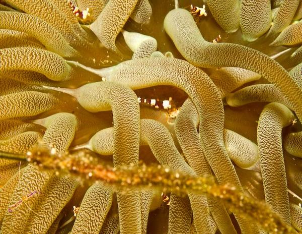 Shrimps - Squat Anemone Shrinp