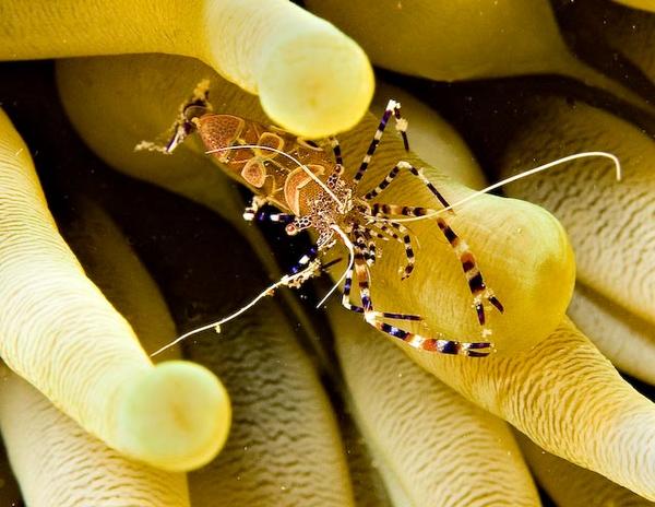 Shrimps - Spotted Cleaner Shrimp