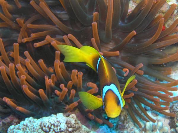 Damselfish - Red Sea Anemonefish