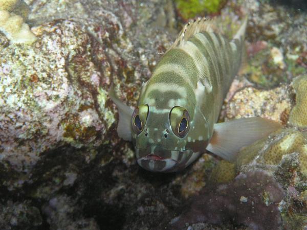 Groupers - Blacktip Grouper