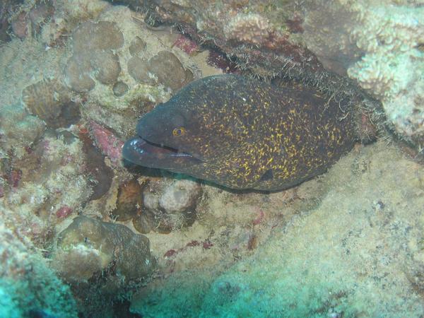 Moray - Yellow-edged Moray