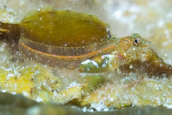 Blennies - Glass Blenny