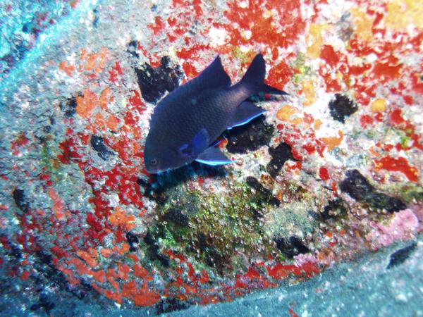 Damselfish - Bluefin Damselfish