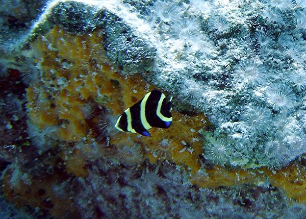 Angelfish - French Angelfish