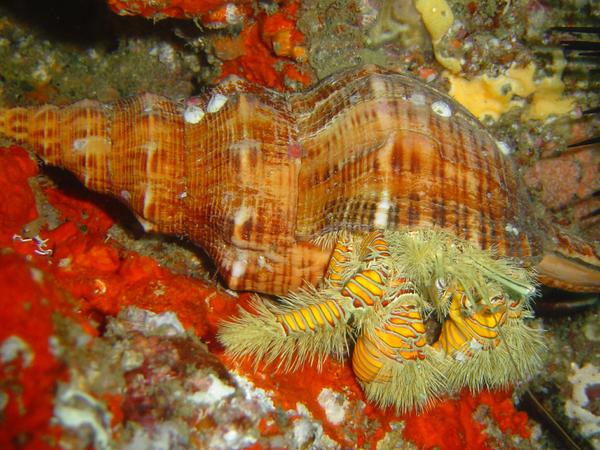 Crabs - Hairy Yellow Hermit Crab