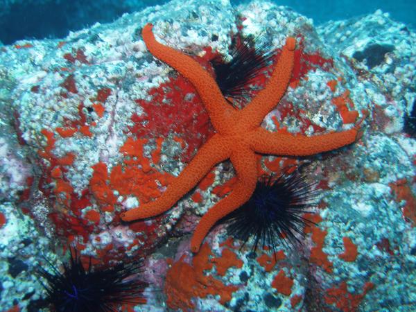 Asteroidea - Common Starfish