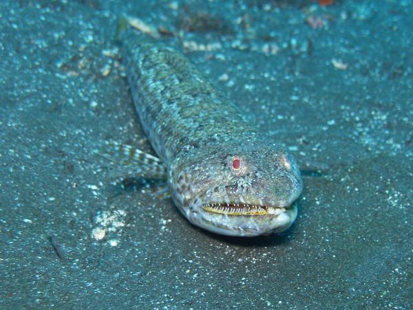 Lizardfish - Blue-striped Lizardfish