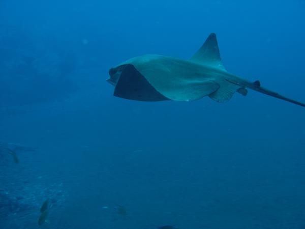 Stingrays - Common Stingray